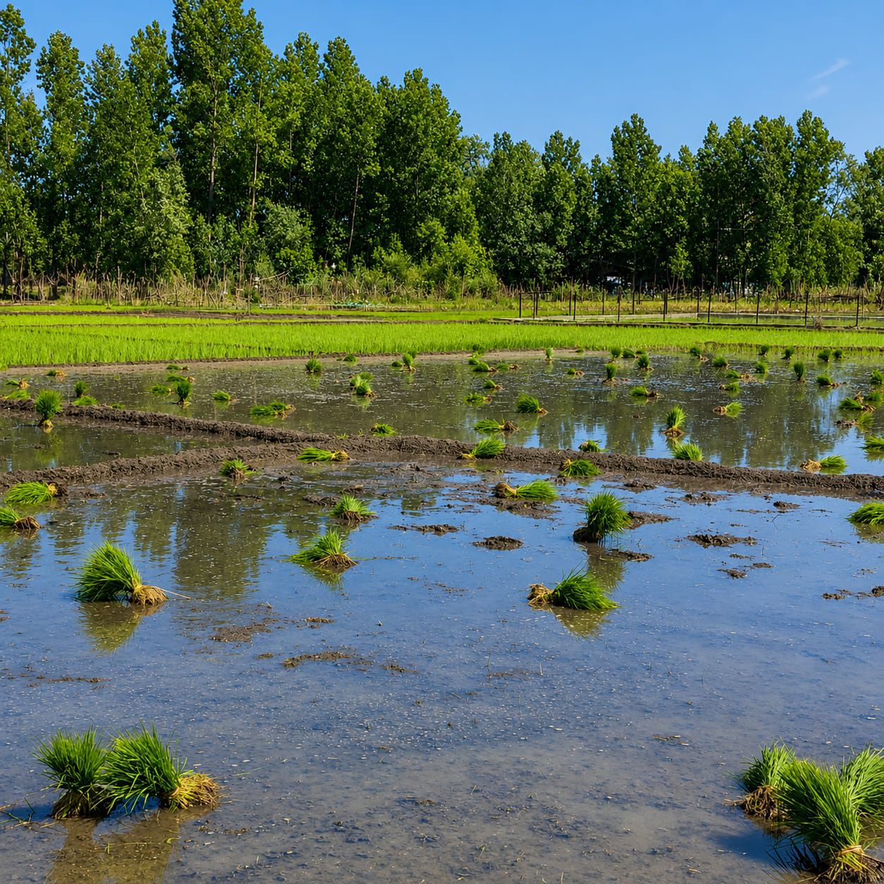 Paddy Sowing Gains Momentum Across Ganderbal Villages