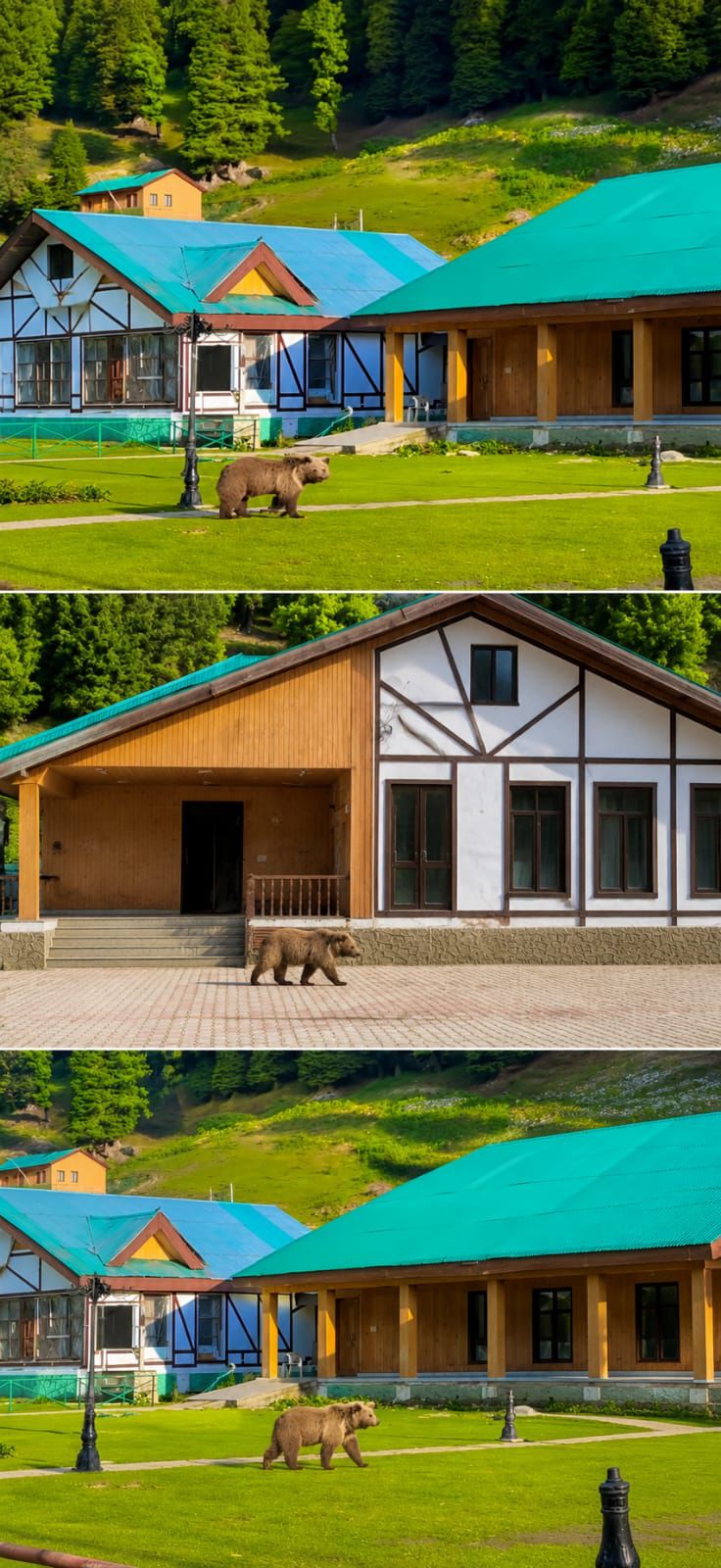 Brown Bear Roams Sonamarg, Triggers Panic Among Tourists