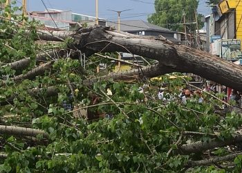Man Killed, Wife Critically Injured After Tree Falls on Couple in Anantnag