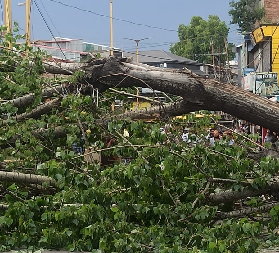 Man Killed, Wife Critically Injured After Tree Falls on Couple in Anantnag