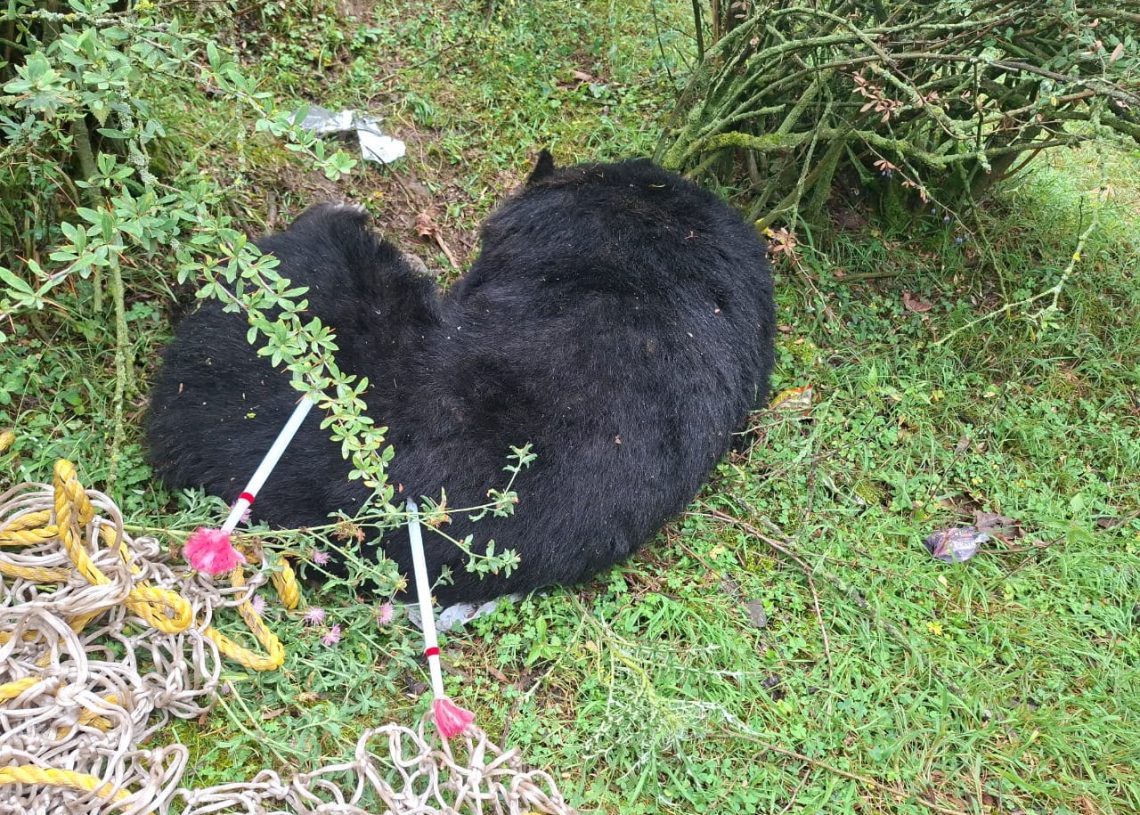 Bear Mother, Two Cubs Rescued Near Larkipora Temple in Achabal After Successful Tranquilisation Operation