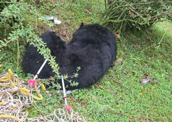 Bear Mother, Two Cubs Rescued Near Larkipora Temple in Achabal After Successful Tranquilisation Operation